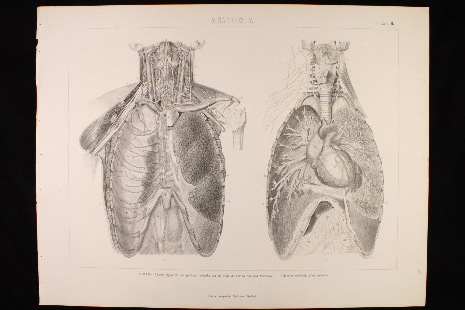 Antiguedades - GRABADO ANATOMÍA LÁMINA 8. GRAS Y Cª. 1885. TÓRAX.