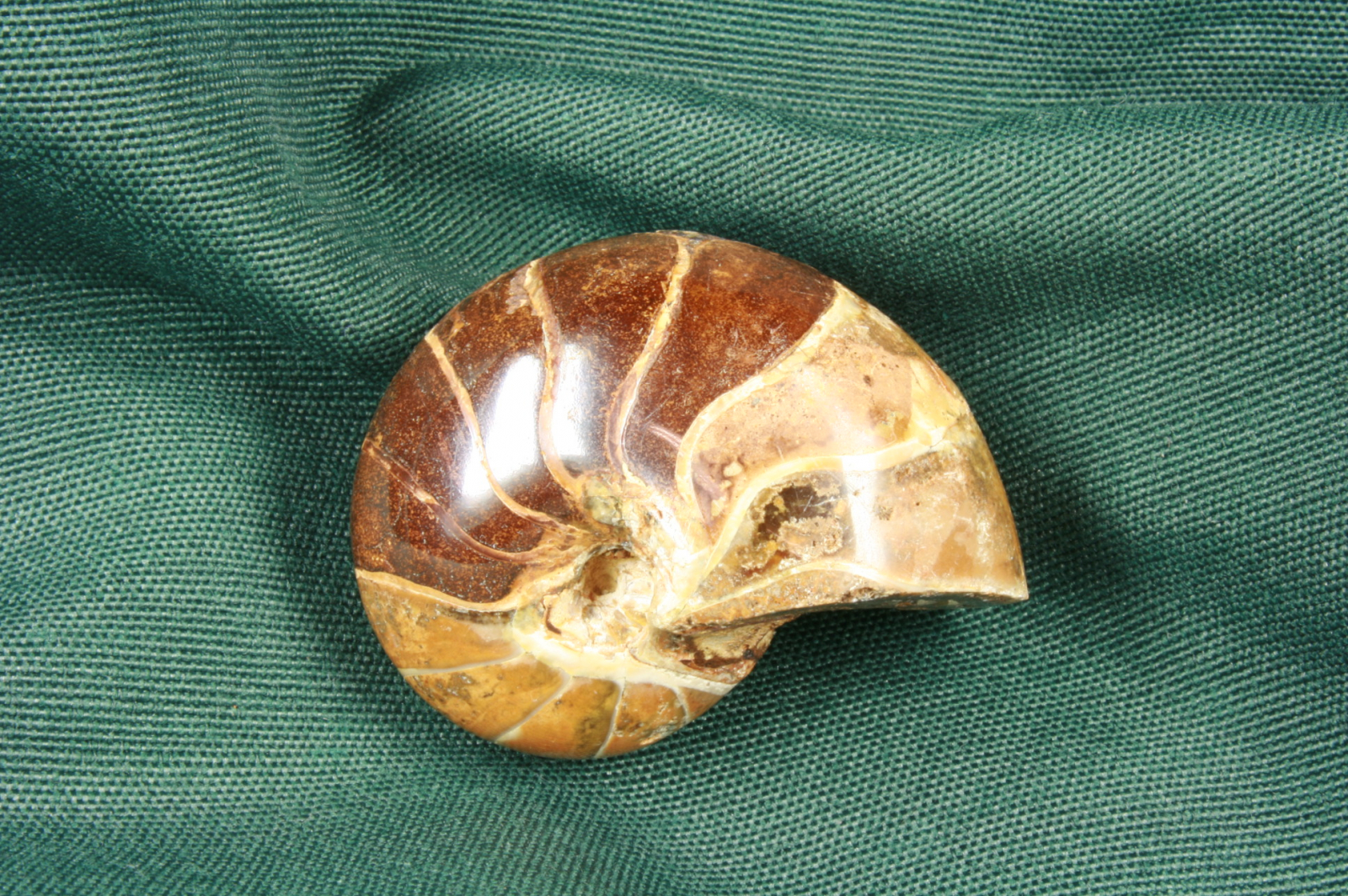 Antiques - AMMONITE BROWNSTONE. FOSSIL. (T)