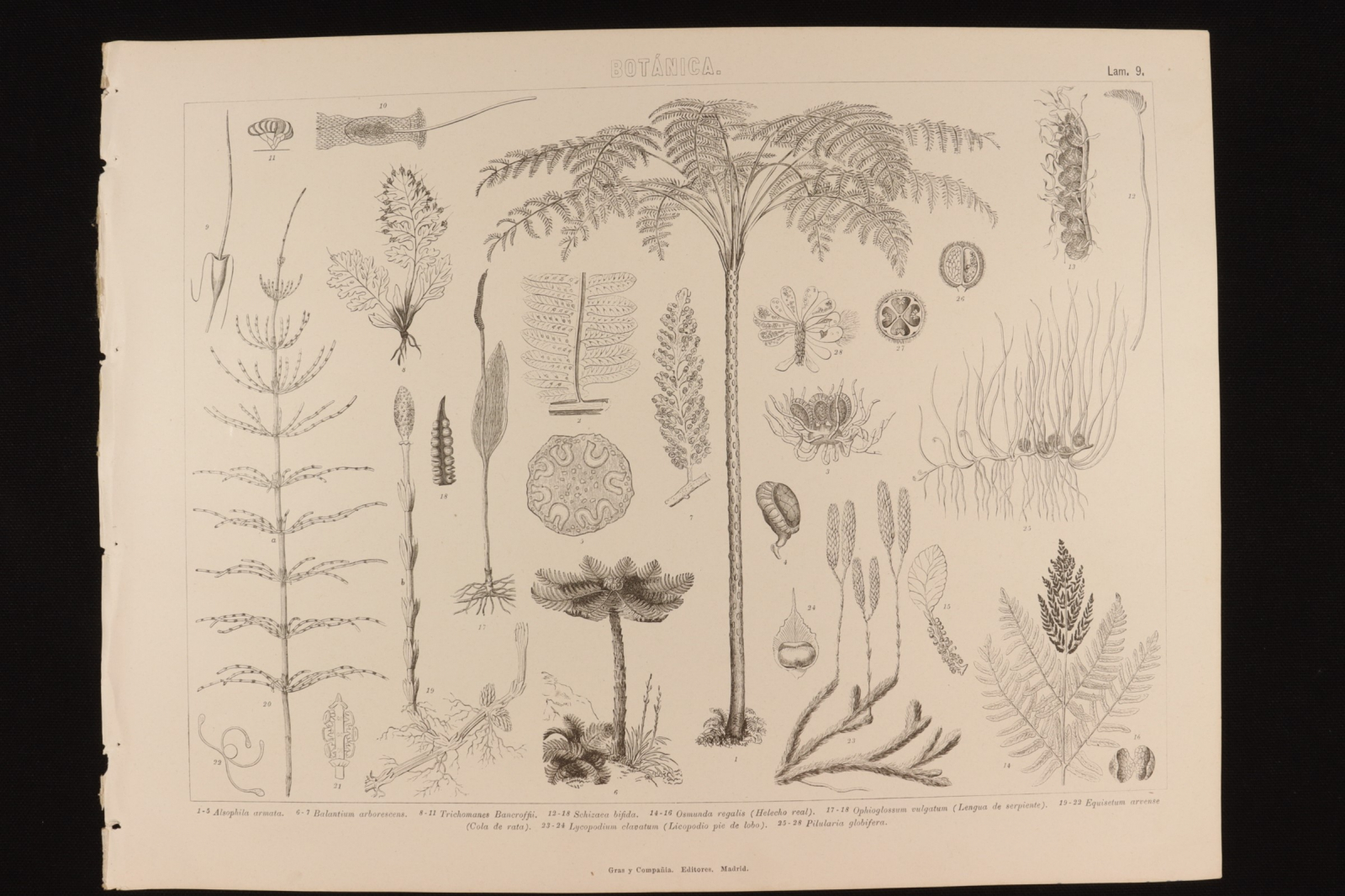 Antiques - ENGRAVING BOTANY LÁMINA 9 GRAS Y Cª. ROYAL FERN, RAT