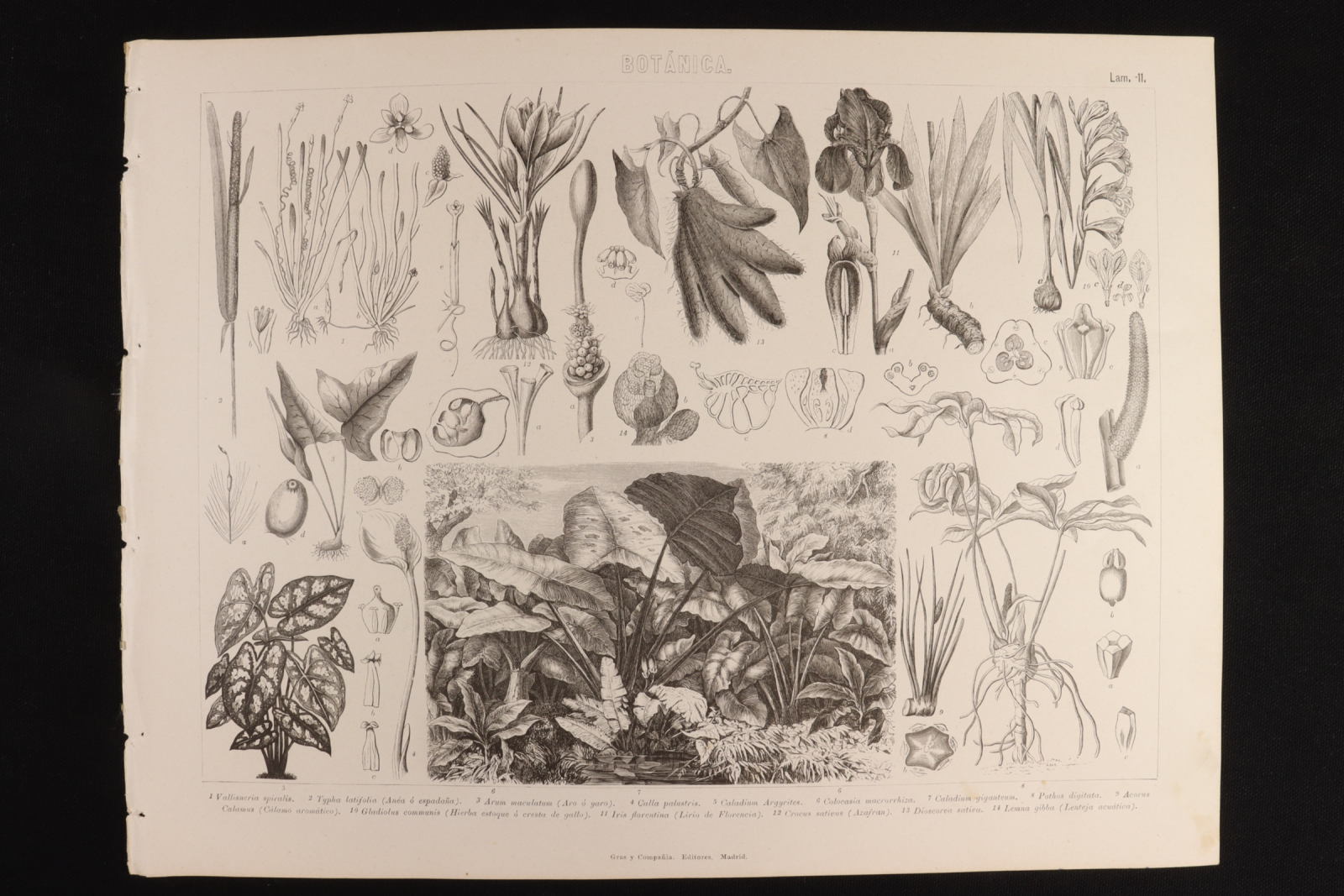 Antiques - ENGRAVING BOTÁNICA LÁMINA 11 GRAS Y Cª. ARO OR YARO, SAFFRON, LILY, ET