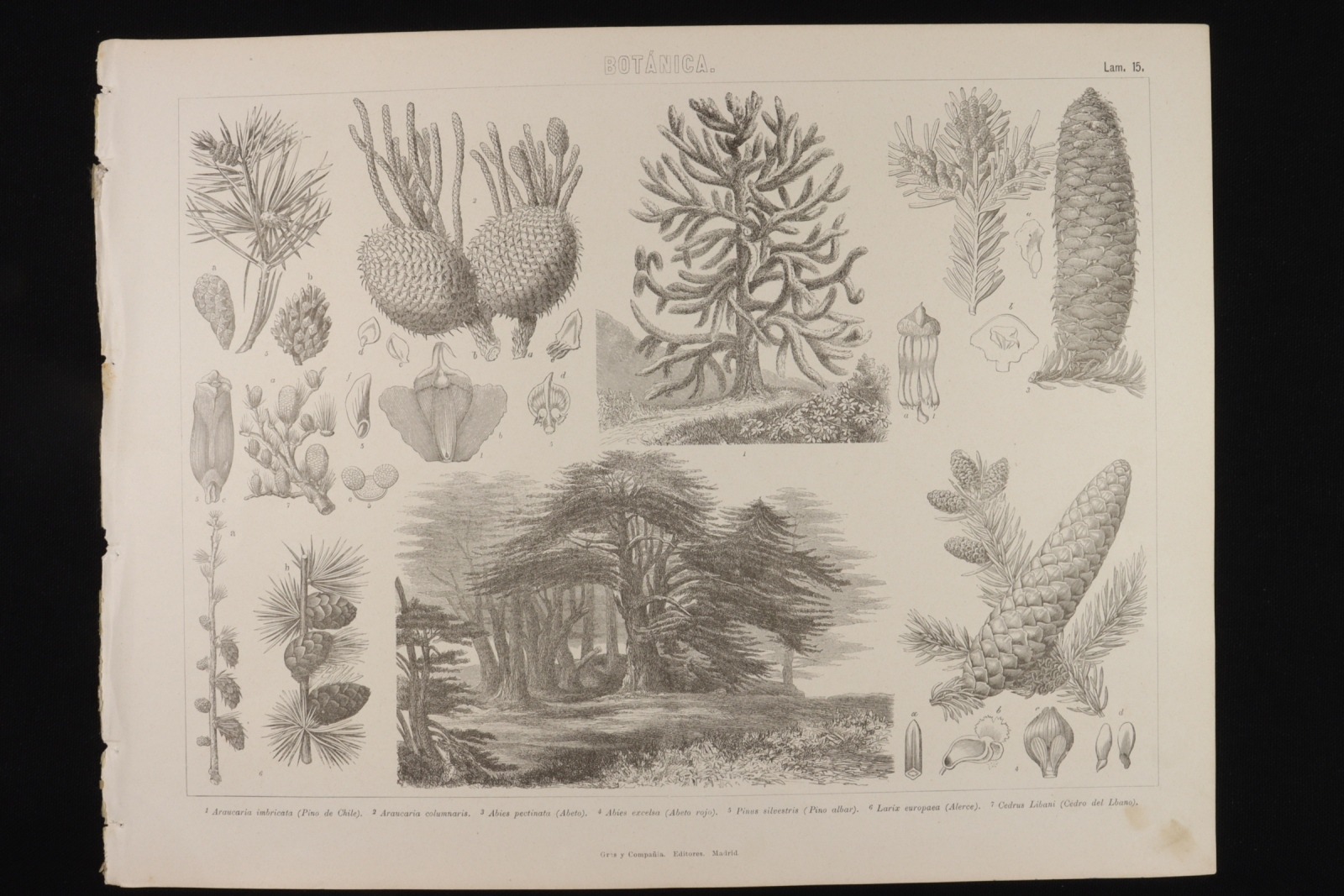 Antiques - ENGRAVING BOTÁNICA LÁMINA 15 GRAS Y Cª. FIR, SESSILE PINE AND CEDAR.