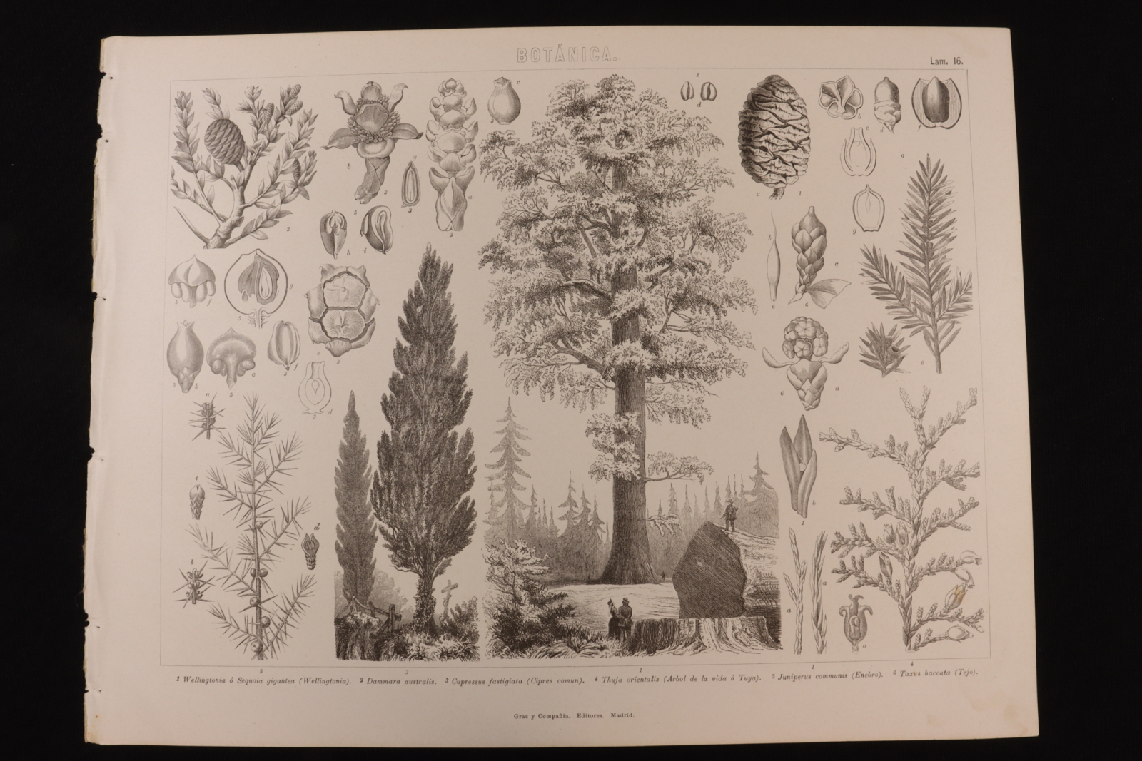 Antiques - ENGRAVING BOTANY LÁMINA 16 GRAS Y Cª. JUNIPER, YEW AND CYPRESS.