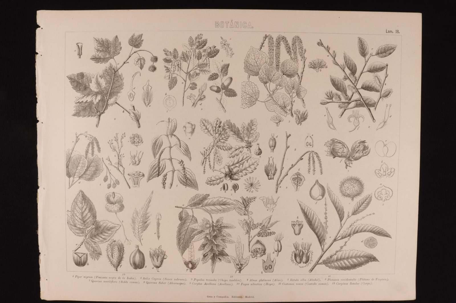Antiques - ENGRAVING BOTÁNICA LÁMINA 18 GRAS Y Cª. BIRCH, VIRGINIA PLANE TREE,ETC