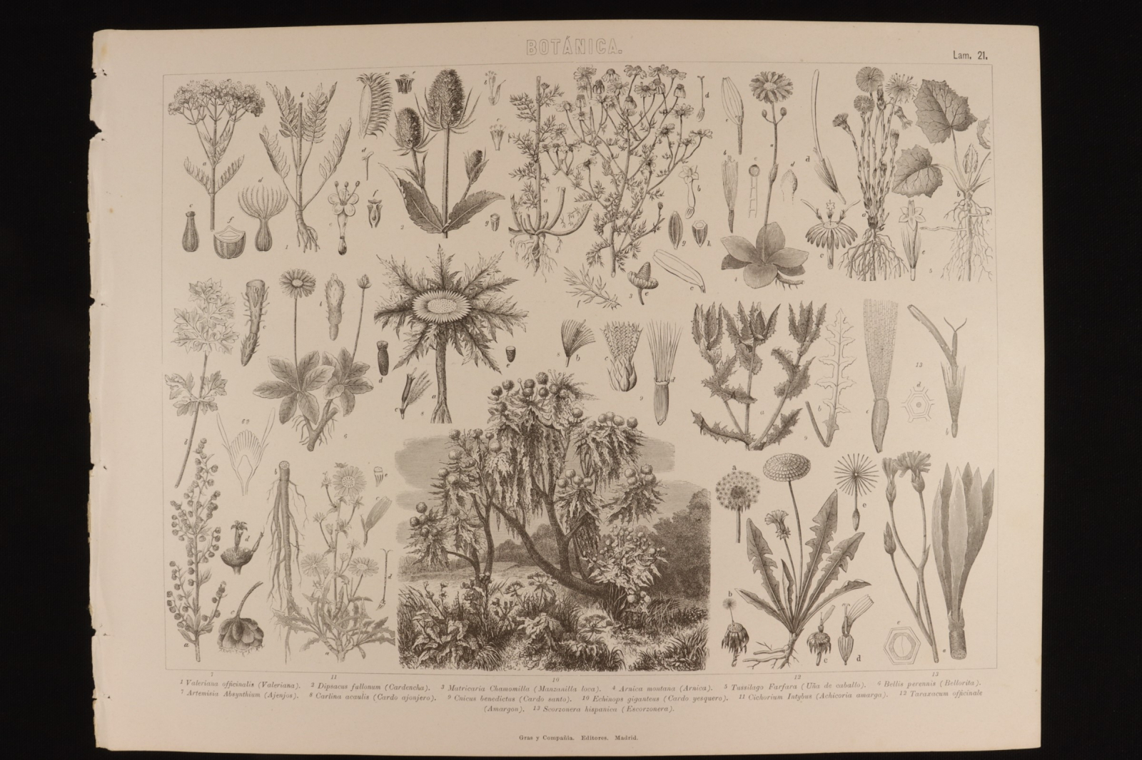 Antiques - BOTANICAL ENGRAVING PLATE 21 GRAS & Cª. VALERIAN, MAD CHAMOMILE, GARLI