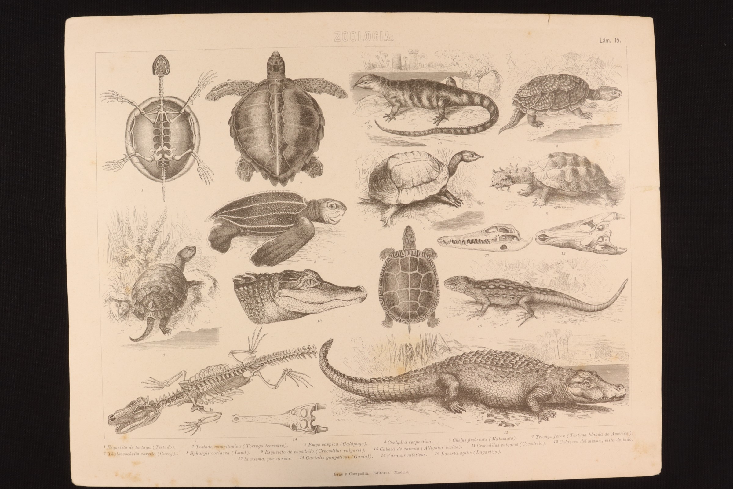 Antiques - ENGRAVING ZOOLOGY PLATE 15 GRAS Y Cª. REPTILES, SNAKE, VIPER, BASILISK, ETC.
