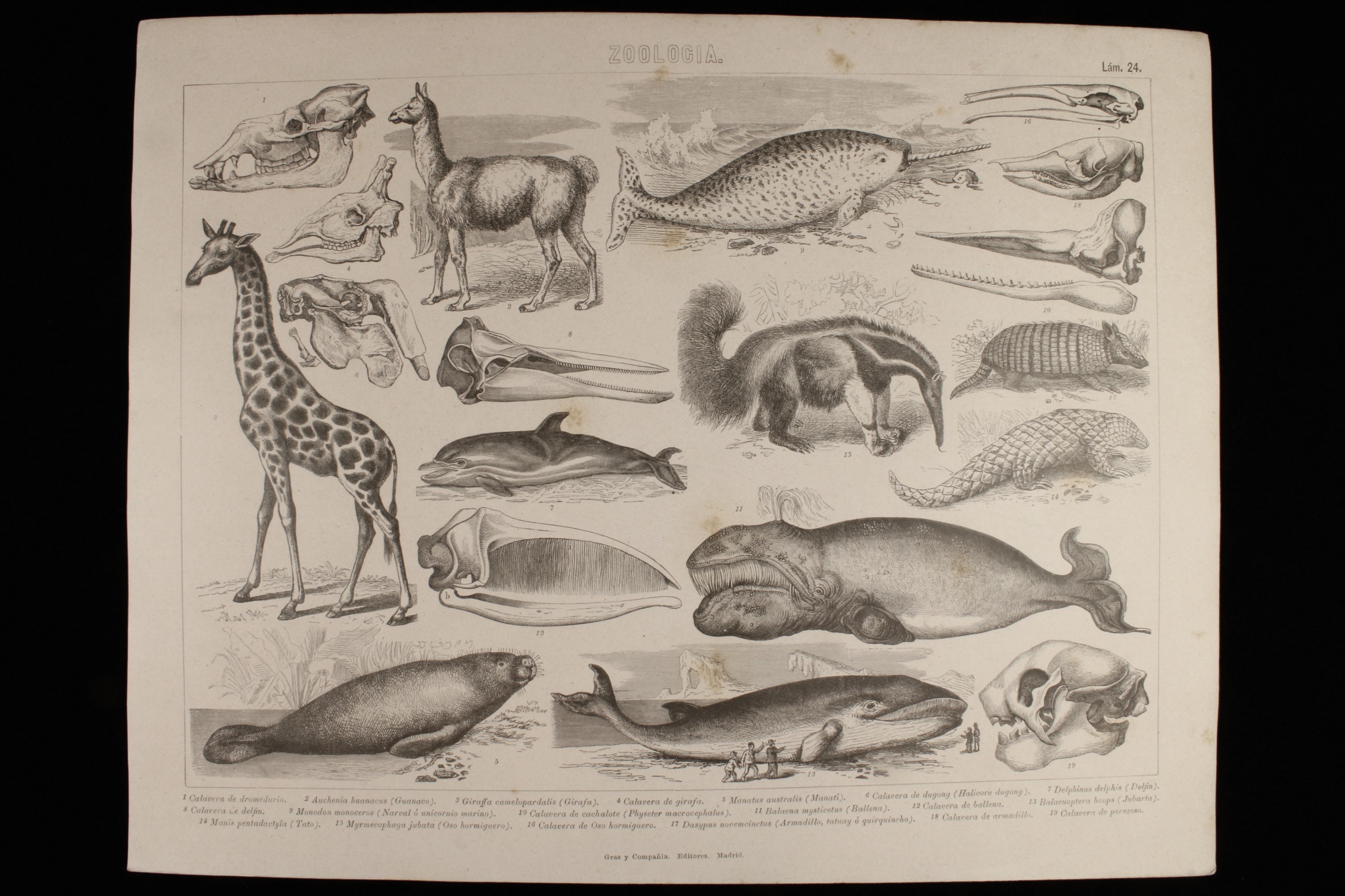 Antiques - ENGRAVING ZOOLOGY ILUSTRATION 24 GRAS & Cª. MANATEE, WHALE, DOLPHIN, HUMPBACK, ARMADILLO, ETC.