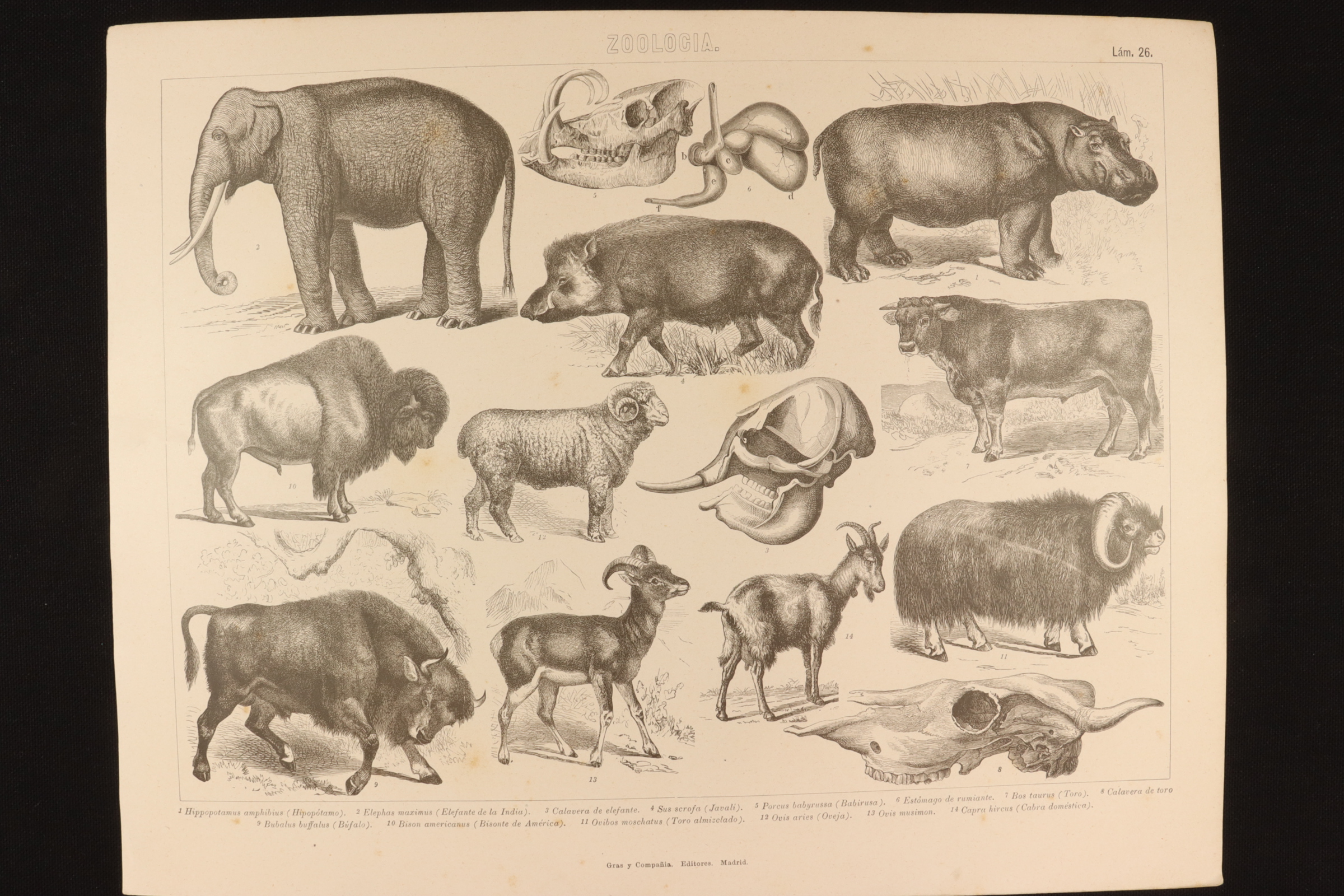 Antiguedades - GRABADO ZOOLOGÍA LÁMINA 26 GRAS Y Cª. JAVALÍ, TORO, BÚFALO Y BISONTE AMERICANO.