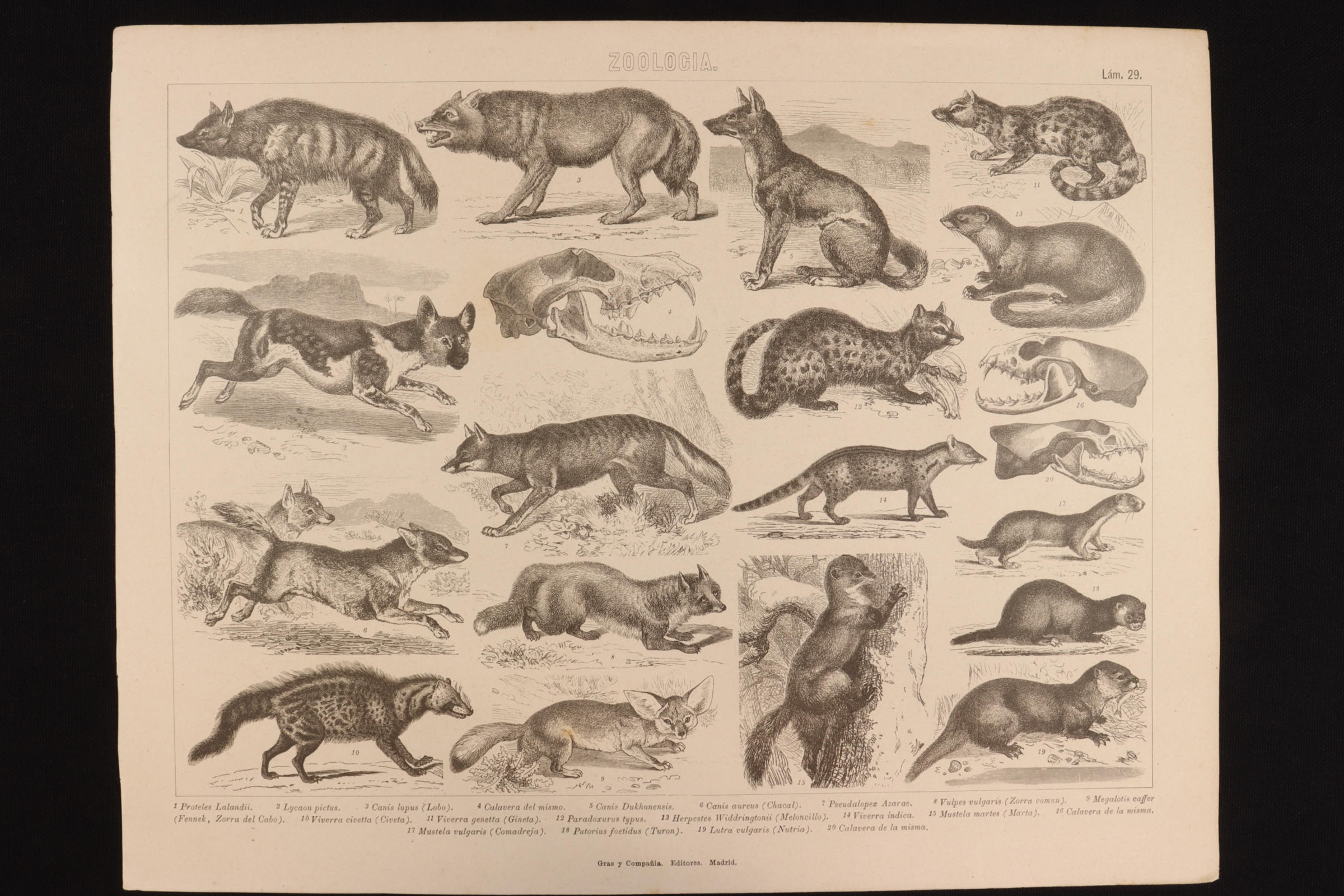 Antiguedades - GRABADO ZOOLOGÍA LÁMINA 29 GRAS Y Cª . LOBO, CHACAL, COMADREJA, TURON Y NUTRIA.