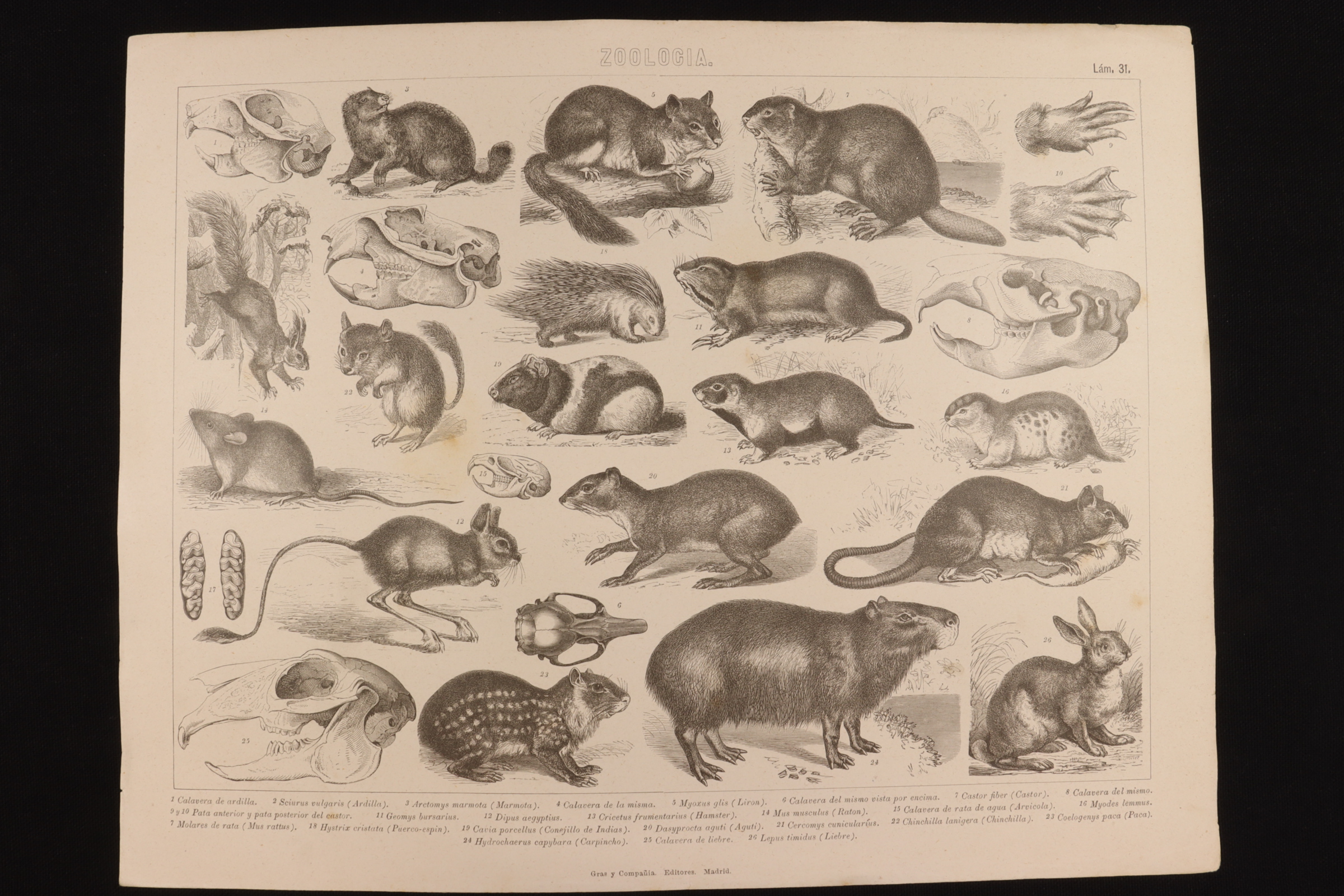 Antiguedades - GRABADO ZOOLOGÍA LÁMINA 31 GRAS Y Cª. MARMOTA, LIRÓN, CASTOR, AGUTÍ, ETC.