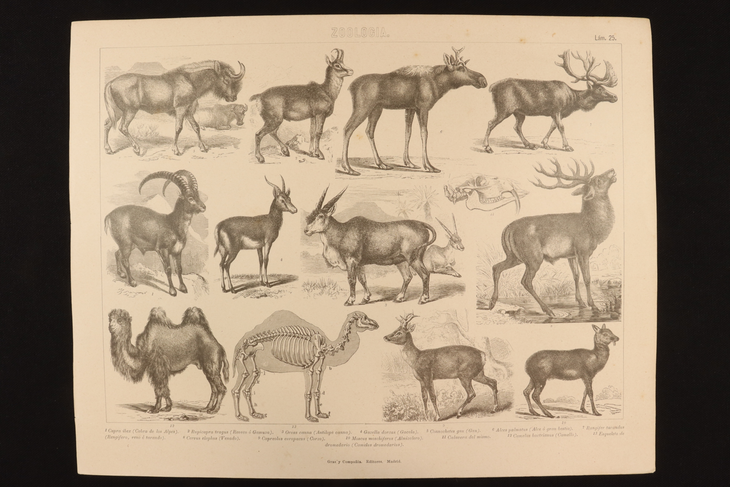 Antiques - ENGRAVING ZOOLOGY PLATE 25 GRAS & Cª. GAZELLE, GNU, CAMEL, DEER, ETC.